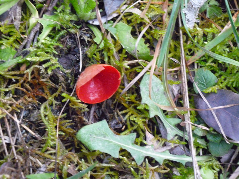 Sacroscypha coccinea ?